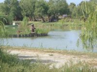 Camargue
