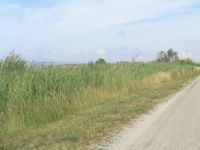 Camargue