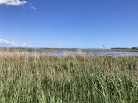 Camargue