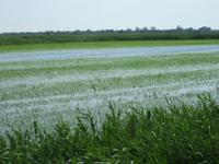 Camargue