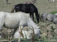 Camargue