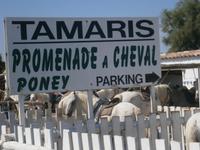Camargue