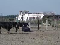 Camargue