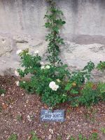 Candes-Saint-Martin: Rosengarten mit neuen Züchtungen