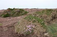Cap Fréhel