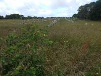 Carnac