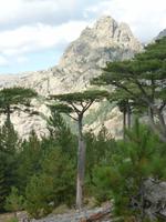 Col de la Bavella