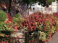 Colmar