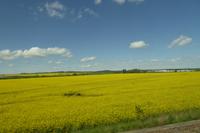 Coming Home 