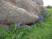 Cote de Granit rose