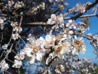 Die Obstbaumblüte war bereits im vollem Gange