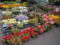 Ebenso Blumen