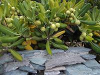 Erbalunga