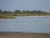 Flamingokolonie