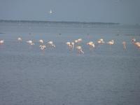 Flamingokolonie