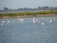 Flamingokolonie