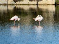 Flamingos bei der Morgentoilette in der Camargue 