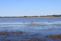 Flamingos in der Camargue