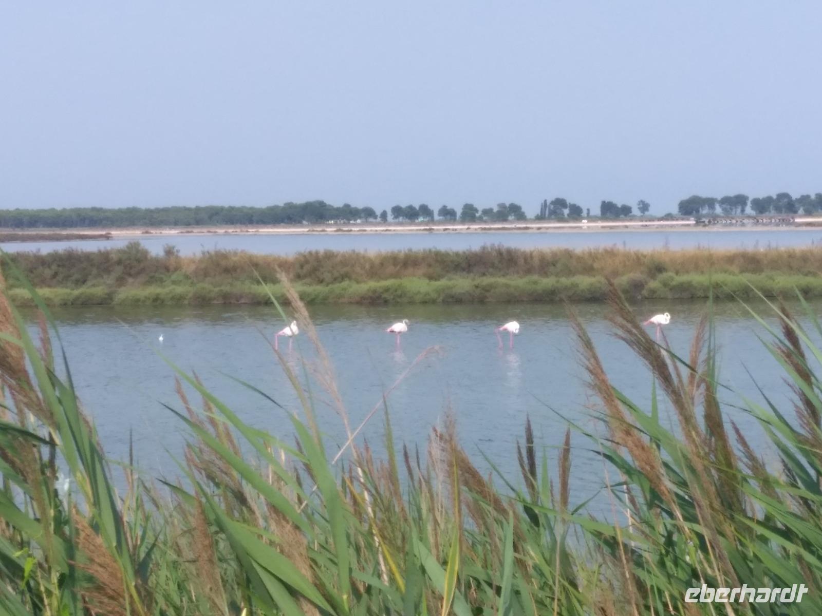 Flamingos