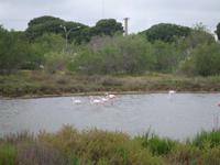 Flamingos