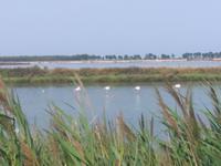 Flamingos