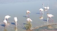 Flamingos