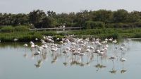 Flamingos