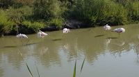 Flamingos