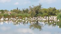 Flamingos