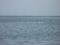 Flamingos