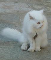 Flauschi