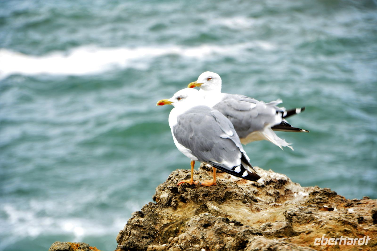 Flirt auf dem Felsen