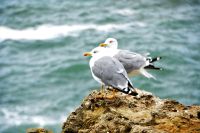 Flirt auf dem Felsen