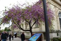 Frühling in Paris