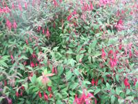 Fuchsien