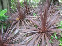 Garten in Cherbourg