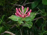 Geissblattblüte