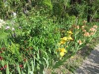 Giverny- Garten von Monet