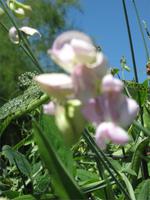 Giverny