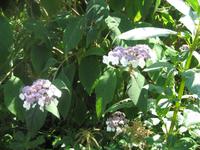 Giverny