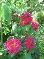 Giverny