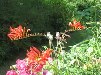Giverny
