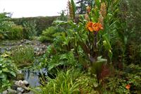 Guernsey, der Garten von Eddi Foxen