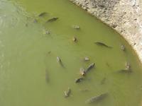Hungrige Fische