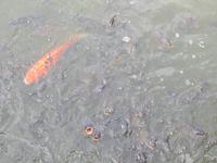 Hungrige Fische
