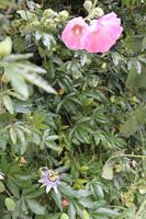 IMG_1642_Locmariaquer