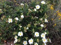 IMG_4352_Ciste