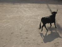 In der Arena in Arles