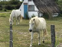In der Camargue 