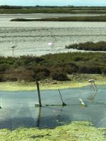 In der Camargue 